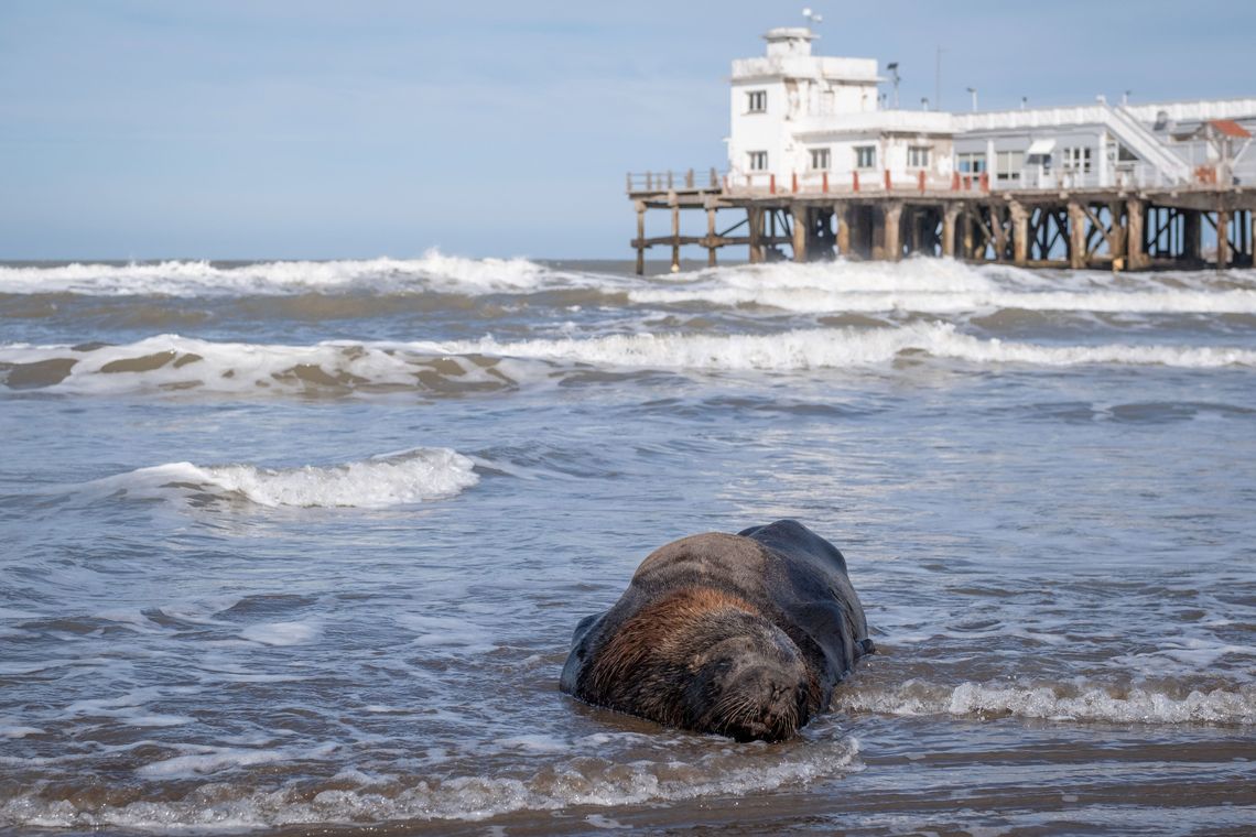 Al menos 25 lobos marinos muertos por gripe aviar en Mar del Plata