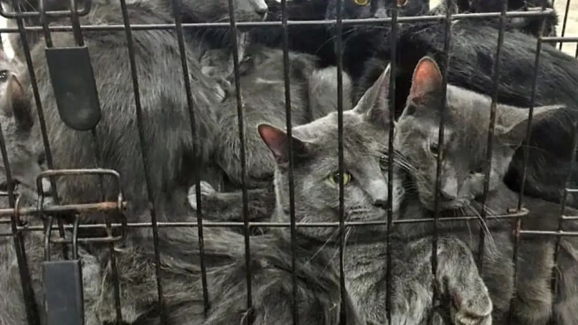 Estados Unidos gastó millones de dólares en crueles experimentos con gatos