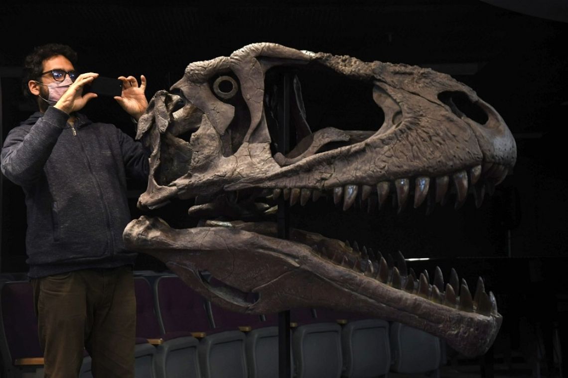Presentaron un nuevo dinosaurio carnívoro gigante hallado en Neuquén.