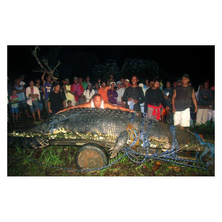 Murió el cocodrilo más grande del mundo en cautiverio