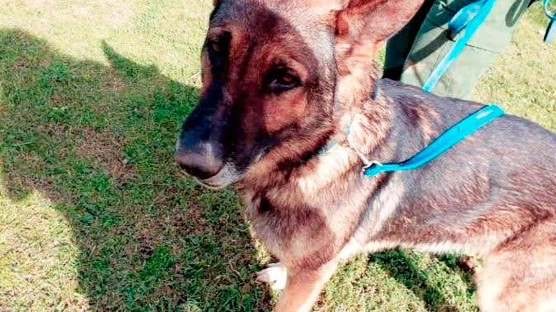 Buscan desesperadamente a un perro que se perdió luego de un rescate