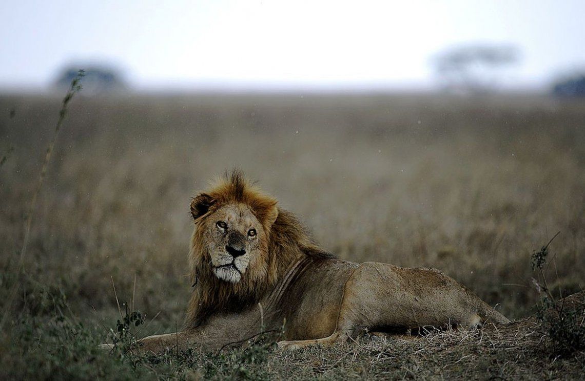 Tanzania: leones matan a tres niños cerca de una reserva natural