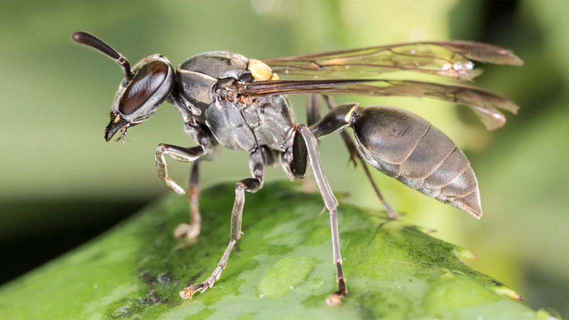 Ni avispas ni abejas: revelan qué insecto invadió a Mar del Plata