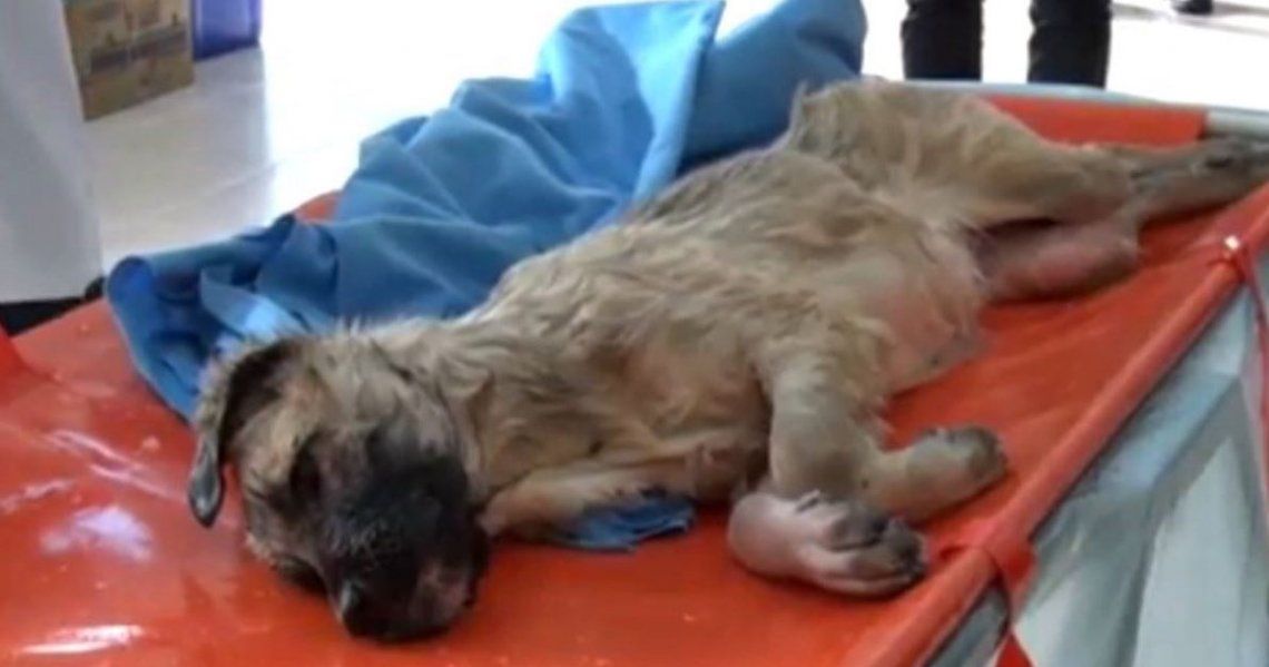 Video | El increíble rescate de un perro atrapado en un lago congelado