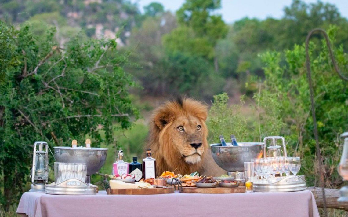 El león en la mesa de turistas en Sudáfrica