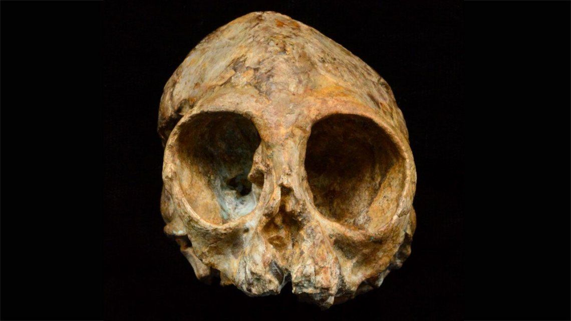 Un cráneo de 13 millones de años podría ser el eslabón perdido de la evolución humana