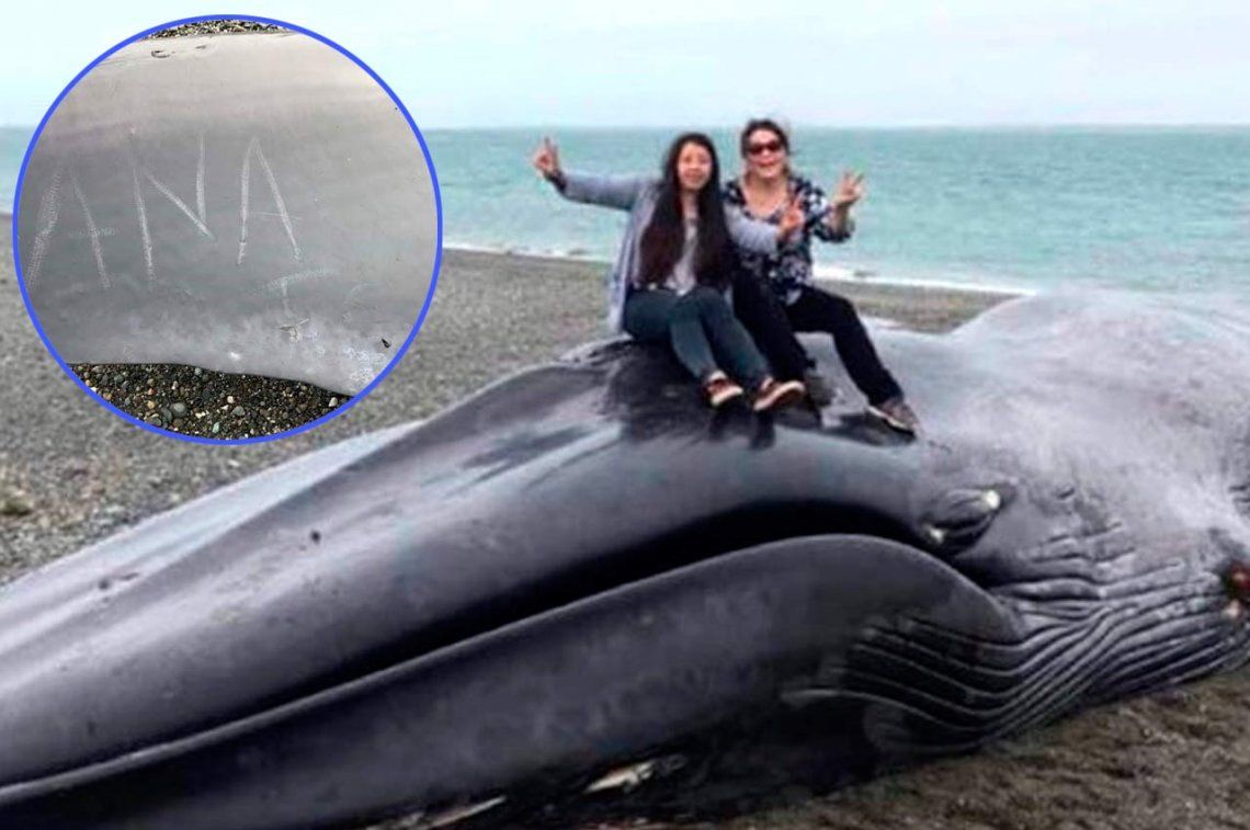 Chile: profanaron el cadáver de una ballena azul y lo fotografiaron