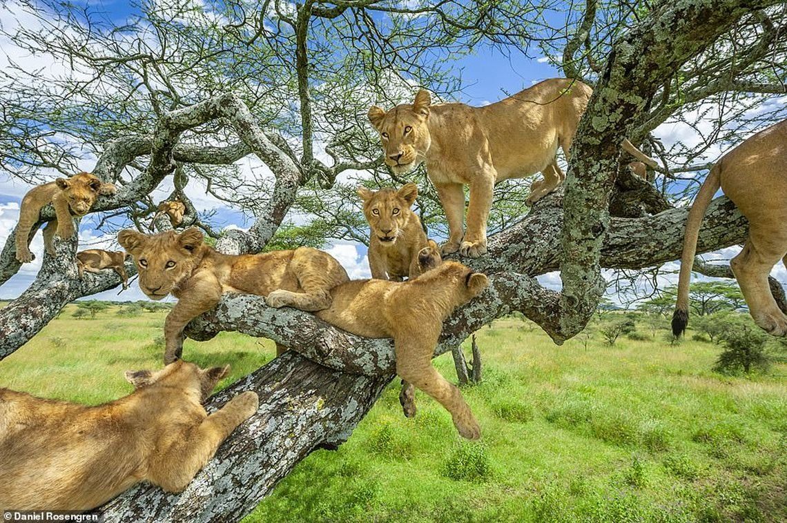 Impresionantes fotos de leones en África para recaudar fondos