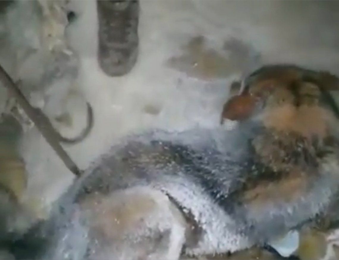Rusia: perro rescatado. 
