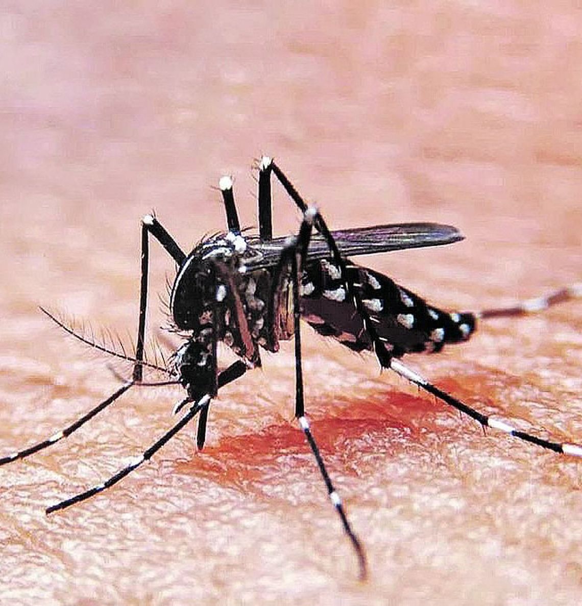 Más muertes por dengue y récord de contagios
