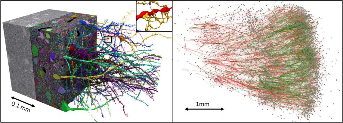 Reconstrucción conectómica de petabytes de un volumen de neocorteza humana. Izquierda: pequeño subvolumen del conjunto de datos. Derecha: Un subgrafo de 5000 neuronas y conexiones excitadoras (verde) e inhibidoras (rojo) en el conjunto de datos.