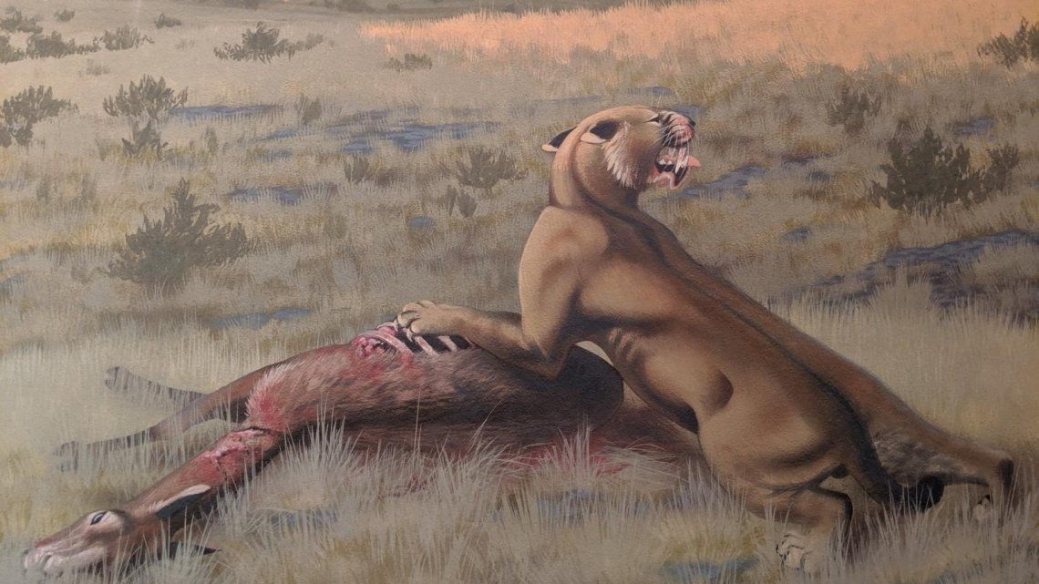 Estados Unidos: descubren restos de uno de los tigres diente de sable más grandes de la historia