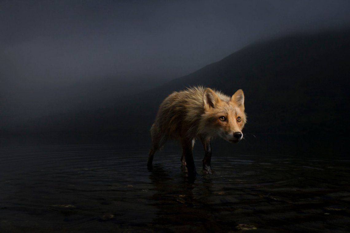 Revelan imágenes espectaculares del Wildlife Photographer of the Year 2021