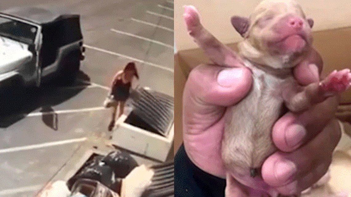 Indignante: una mujer tiró a la basura a siete perritos recién nacidos