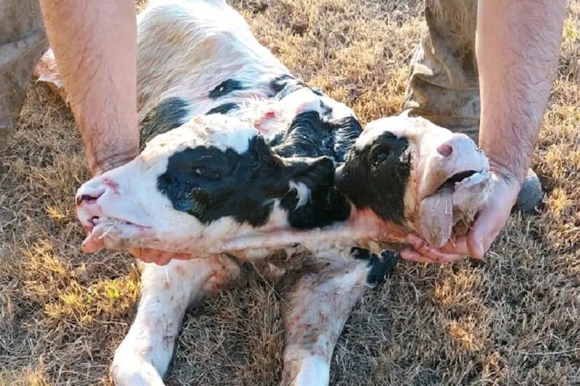 Una vaca tuvo un ternero bicéfalo que murió a los minutos de nacer. 