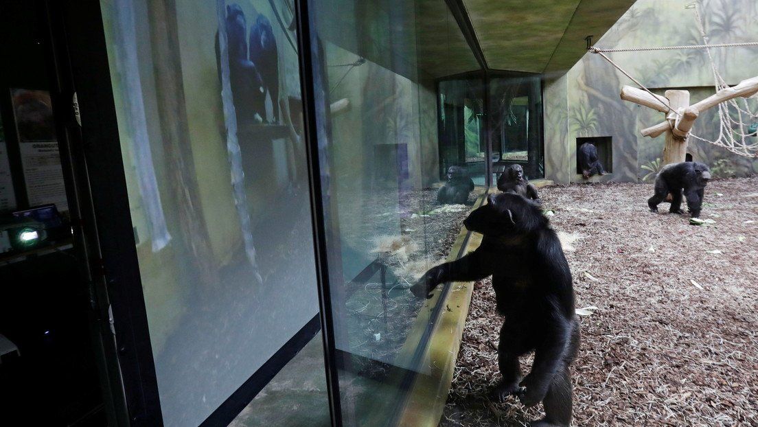 República Checa: chimpancés se mantienen en contacto por videollamadas