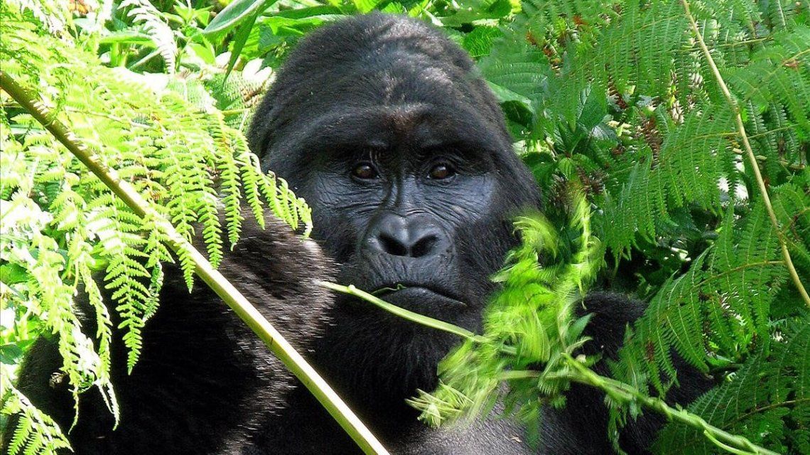 Asesinaron a Rafiki, el última gorila de montaña de Uganda