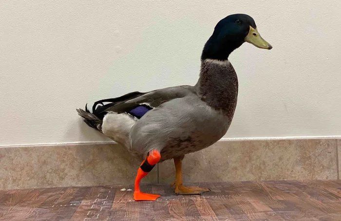 El pato Waddles, con su protésis de Bionic Pets, una de las empresas que se especializa en este tipo de elementos