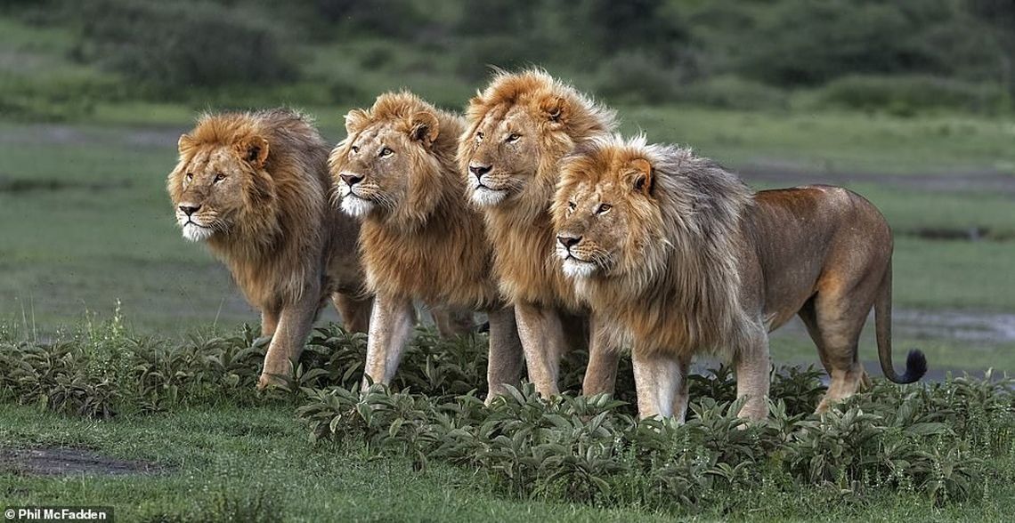 Impresionantes fotos de leones en África para recaudar fondos