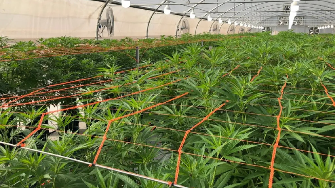 Habilitan la primera planta de producción y procesamiento de cannabis medicinal del país.