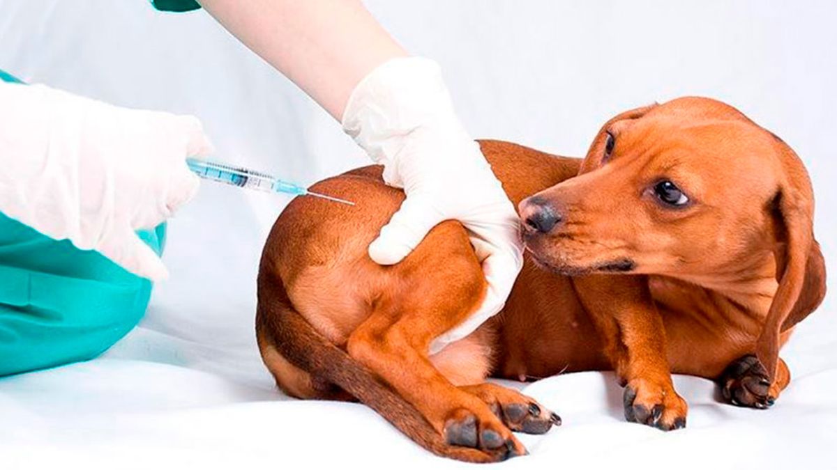 Парвовирусный энтерит собак вакцинация
