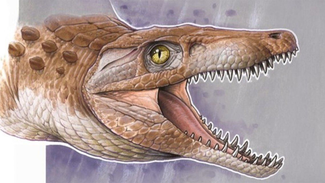 Descubrieron restos de un cocodrilo de 148 millones de años.