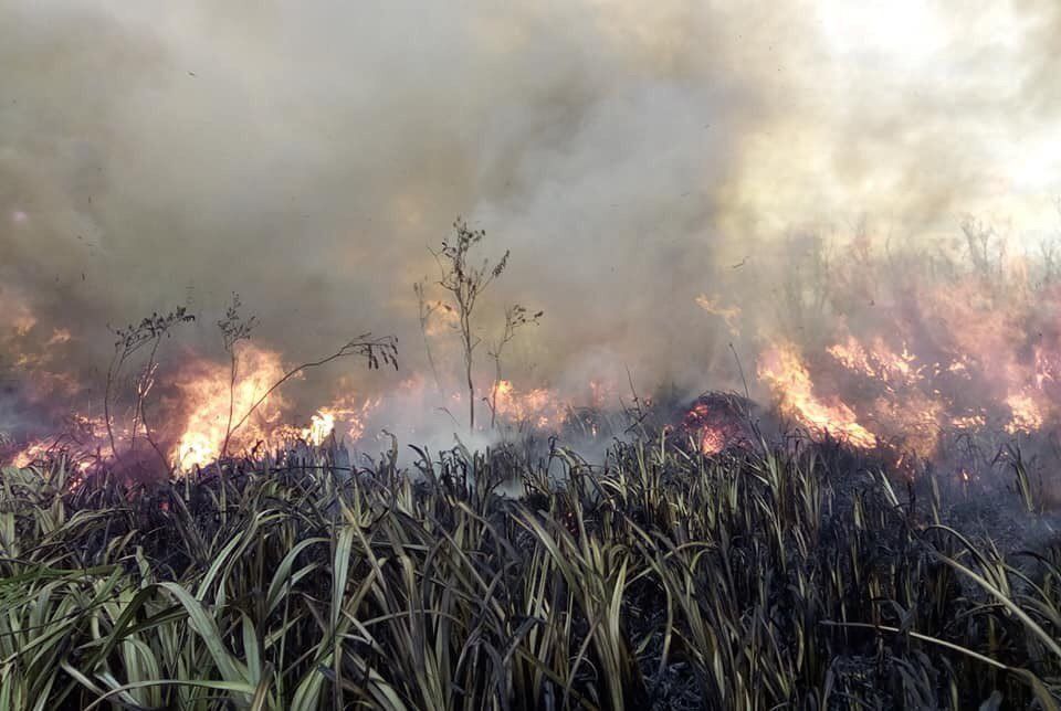 Berazategui suma un foco activo a los incendios forestales en la Argentina