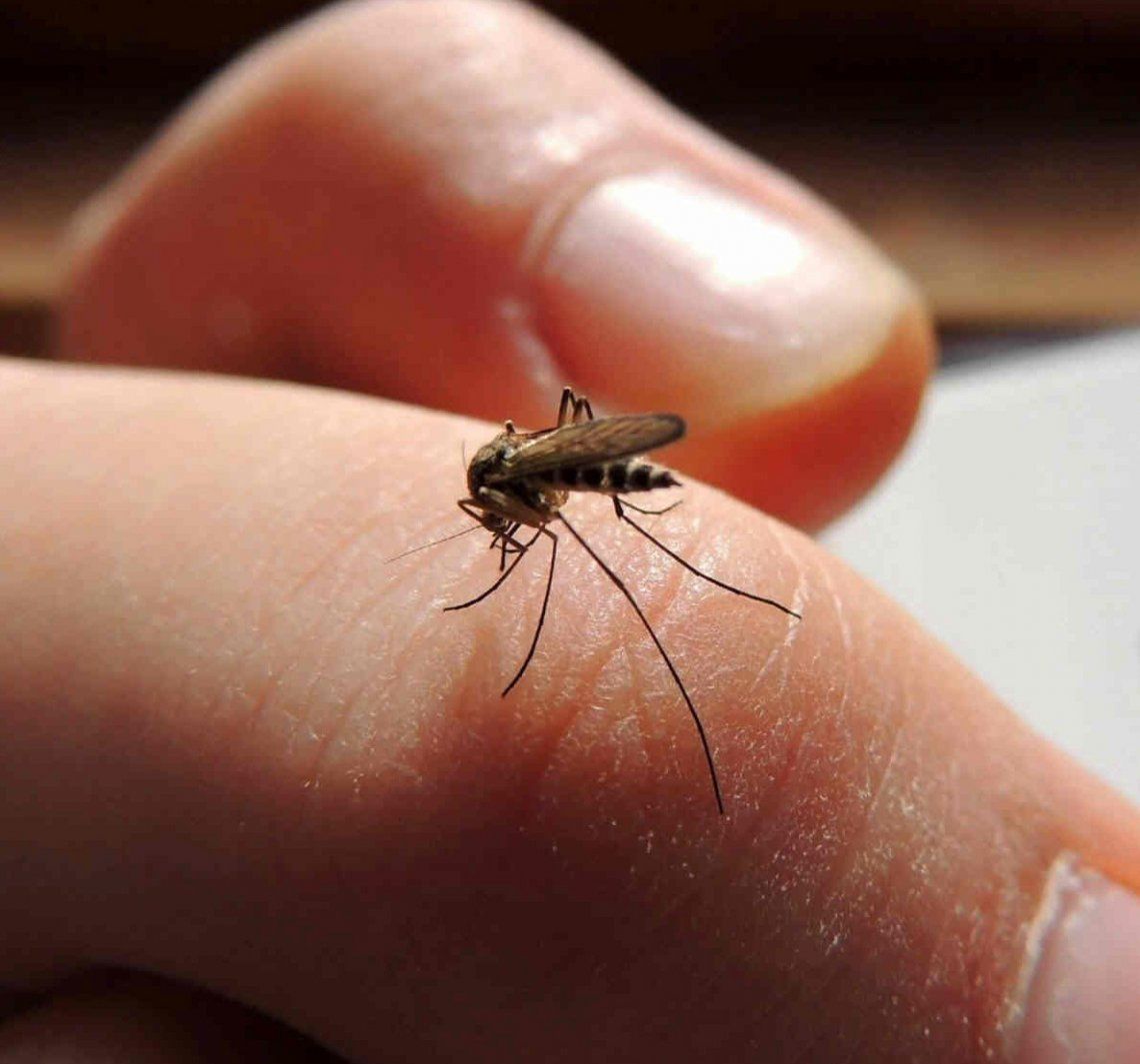 Existen tres serotipos de dengue en el país.