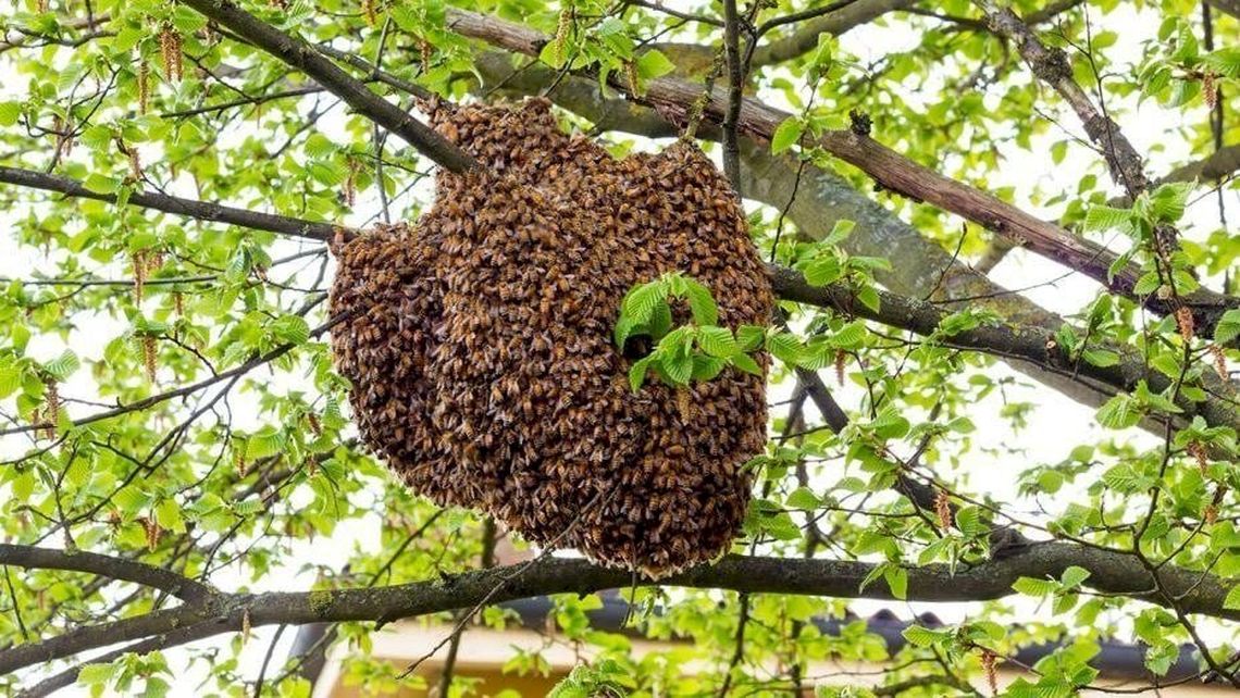 Un enjambre de abejas atacó a un hombre en Misiones y las picaduras le produjeron la muerte.