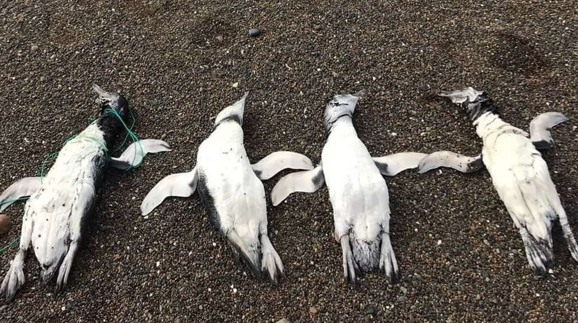 Chubut: encuentran pingüinos muertos con signos de haber sido ahorcados con sogas
