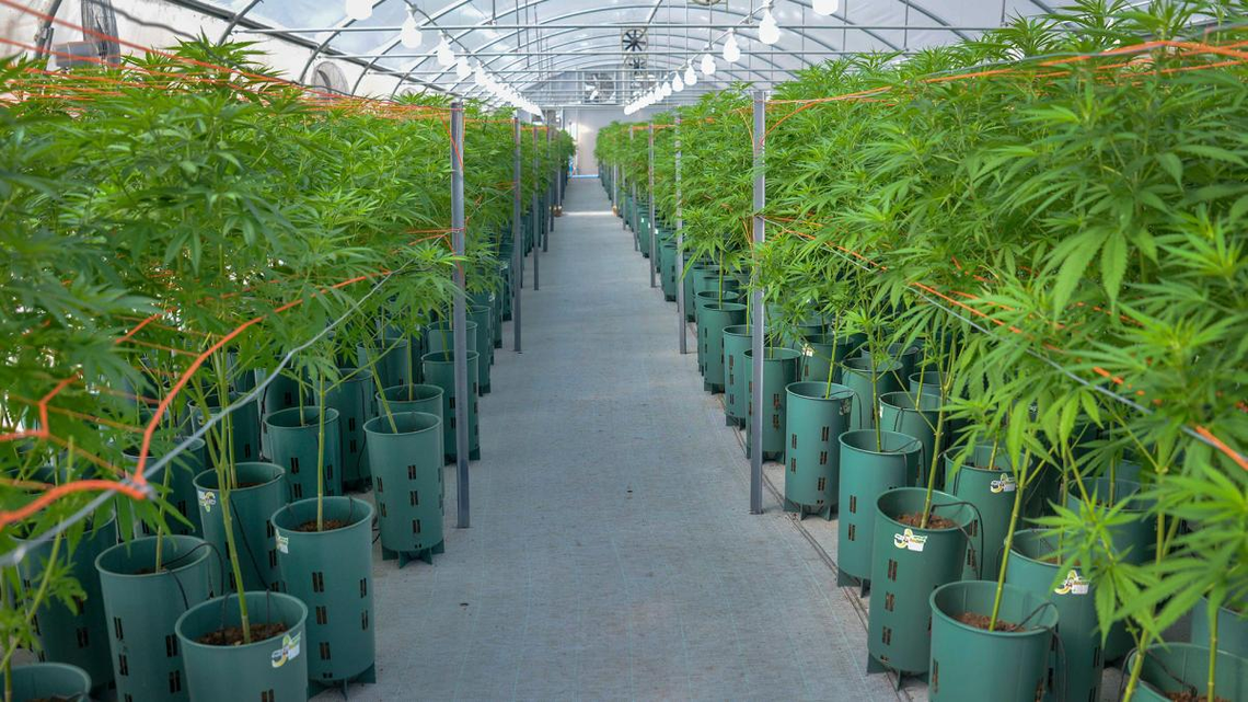 La producción de cannabis en forma industrial y para uso medicinal recibirá apoyo oficial 