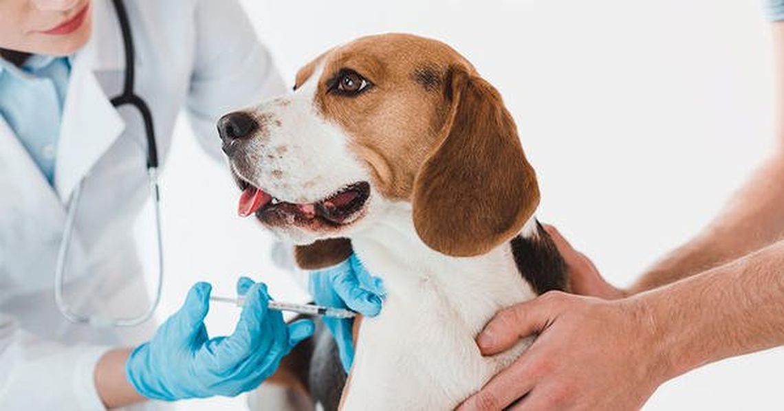 Perros y gatos: ¿Qué vacunas deben recibir?