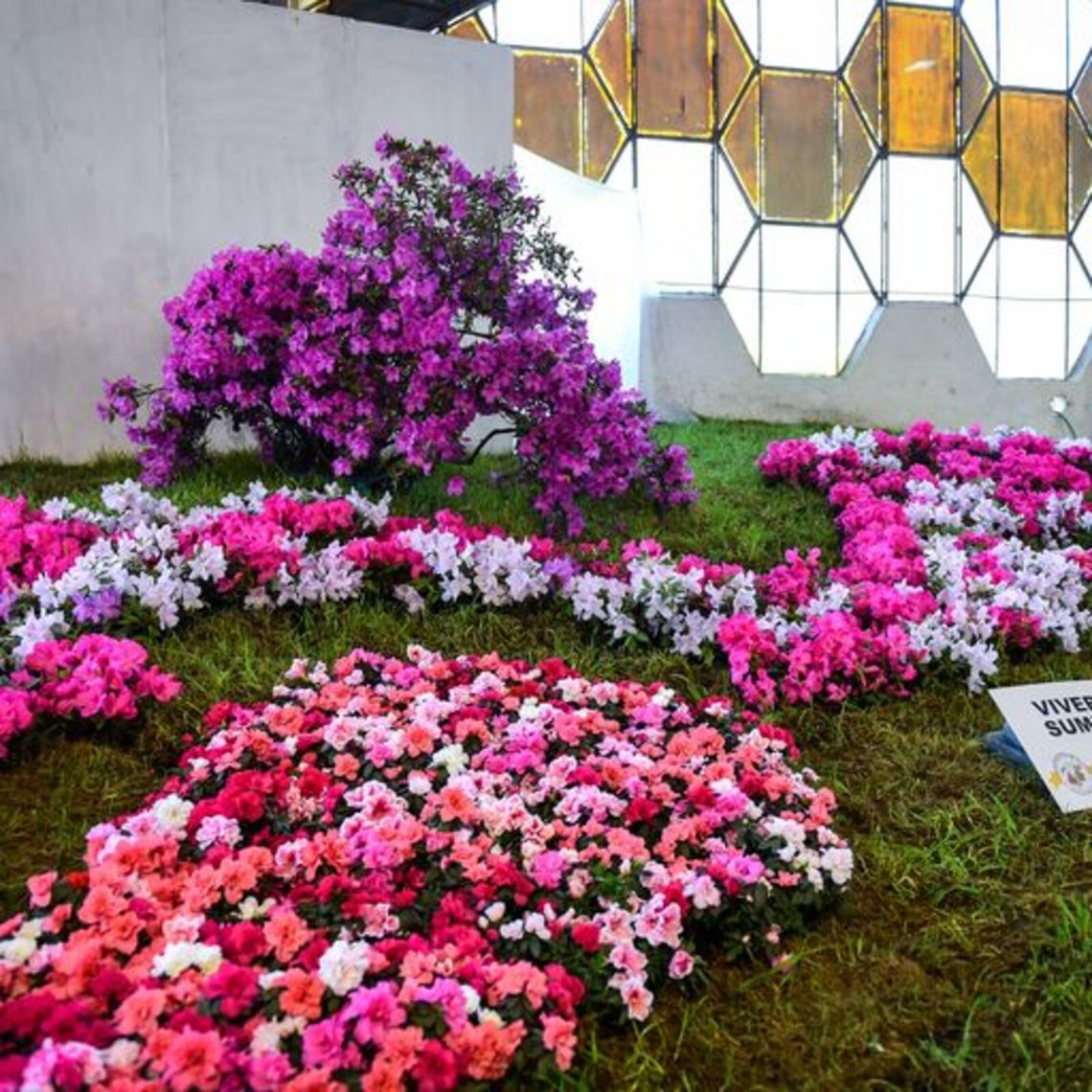 La Fiesta Nacional de la Flor celebra este año su 60° aniversario.