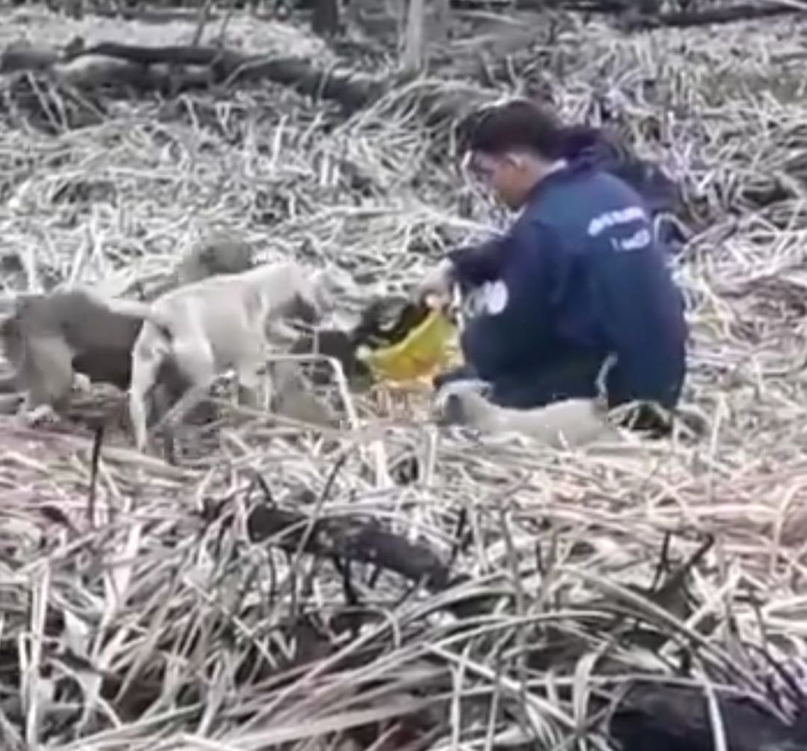 Bombero héroe rescató del fuego a perros perdidos