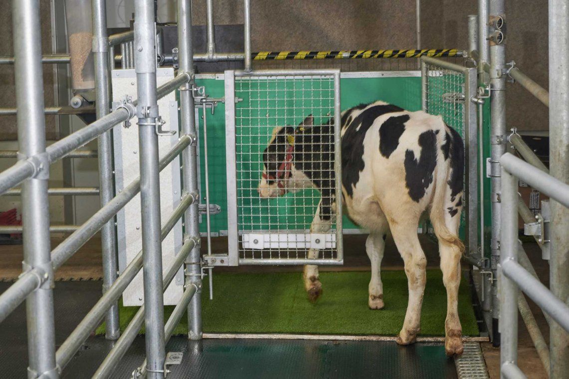Alemania: enseñan a las vacas a usar el baño para detener el cambio climático