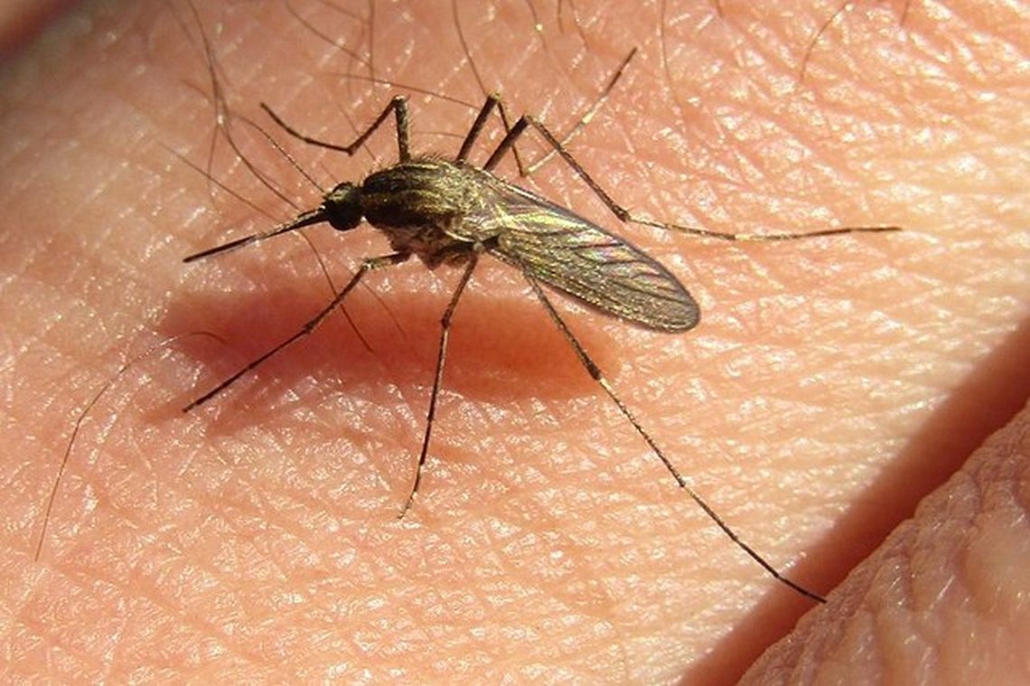Los mosquitos que invadieron el AMBA y pueden transmitir la Encefalitis Equina del Oeste (EEO).