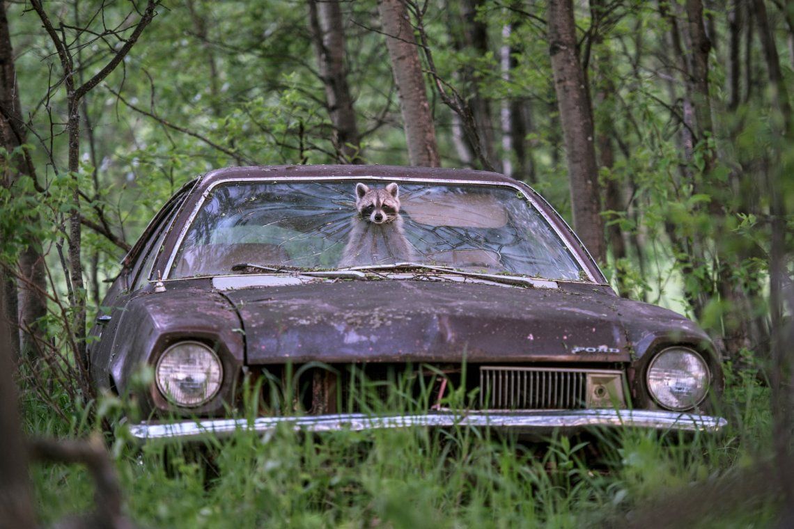 Un mapache dentro de un Ford Pinto de la década de 1970 en una granja canadiense