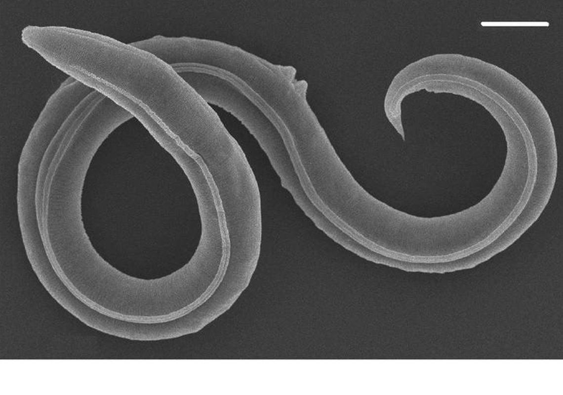 Científicos reviven gusano milenario