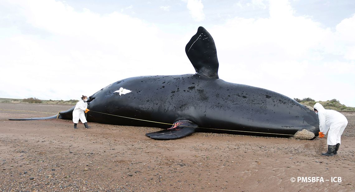Chubut: ya son 30 las ballenas muertas en Península Valdés