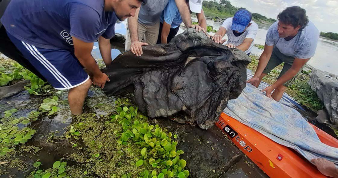 Santiago del Estero: encontraron restos de un gliptodonte 