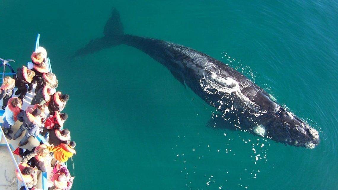 Puerto Madryn fue uno de los lugares más visitados de la Patagonia.