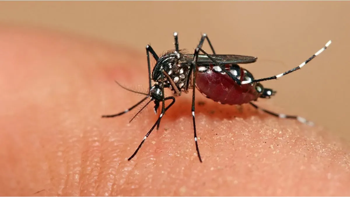 Seis provincias argentinas en alerta por los casos de dengue. 
