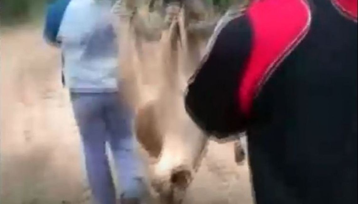 Buscan a dos jóvenes que se filmaron mientras mataban a palazos a un puma.