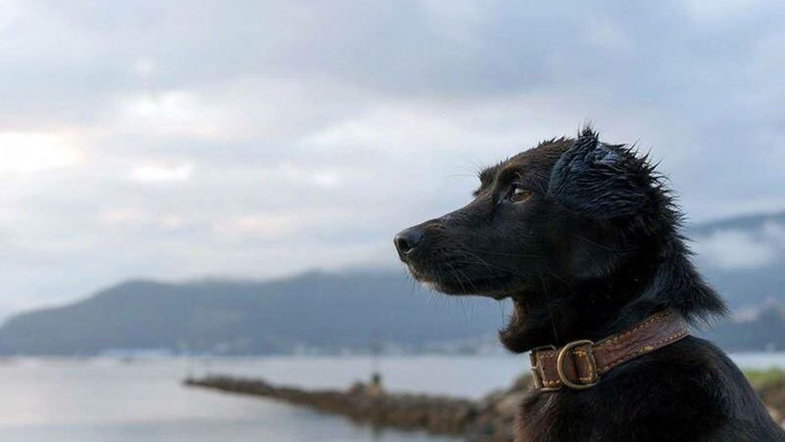 Comando, el perro que espera a los tripulantes del submarino ARA San Juan
