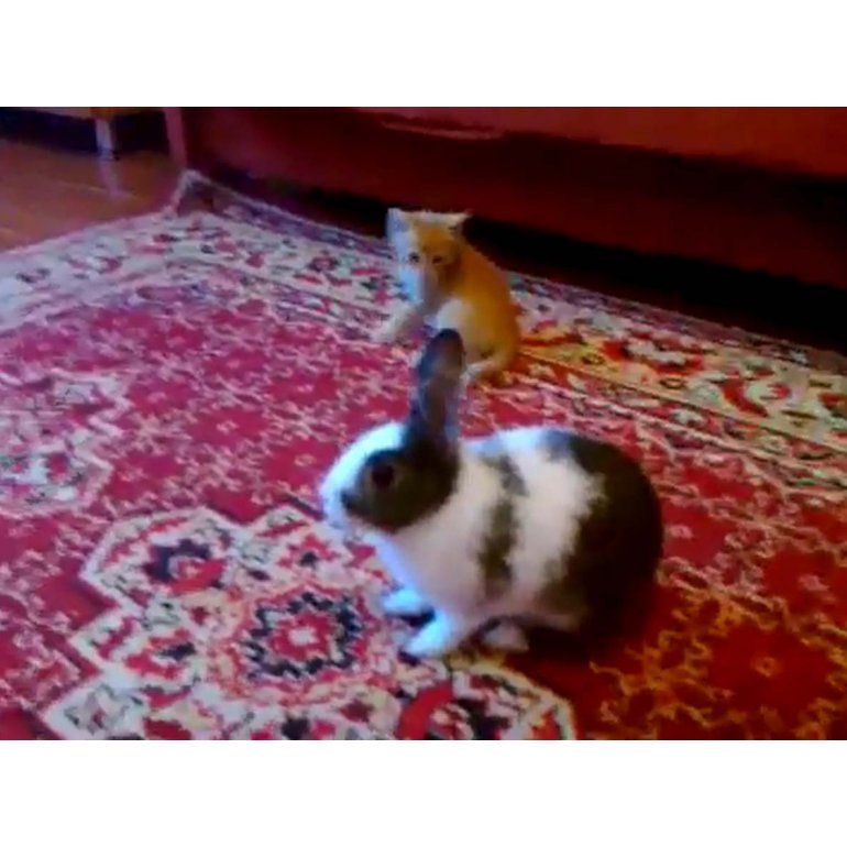 Conejo vs gatito: una pelea muy tierna