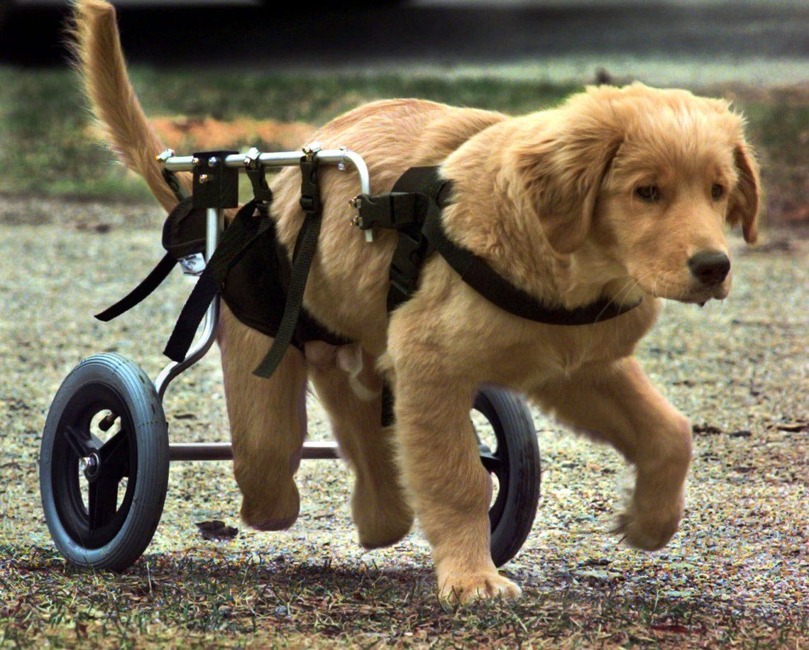 Crean en La Plata sillas de ruedas impresas en 3D para perros con dificultades motrices