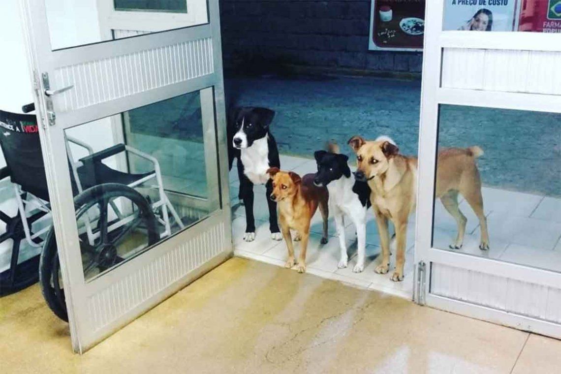¡Conmovedor! Mientras era atendido en el hospital, sus cuatro perros lo esperaban afuera