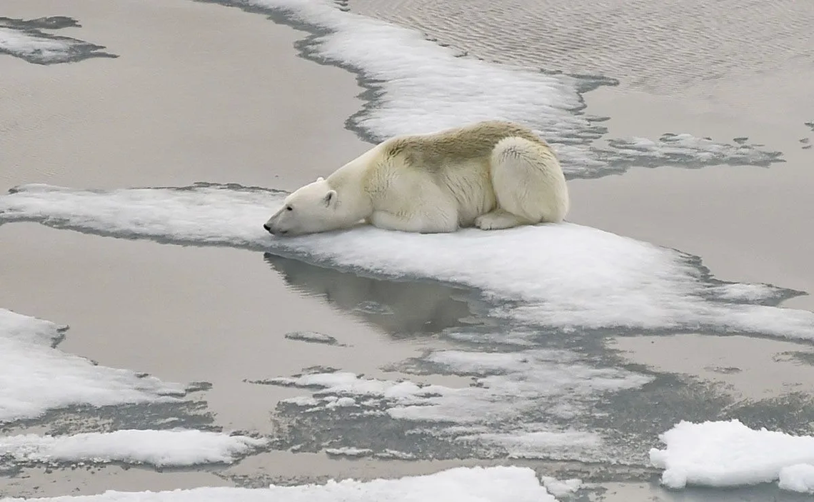 Alarma: la barrera de hielo de la Antártida cae a niveles récord