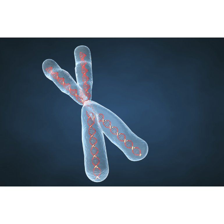 Científicos crearon un cromosoma artificial a partir de levadura