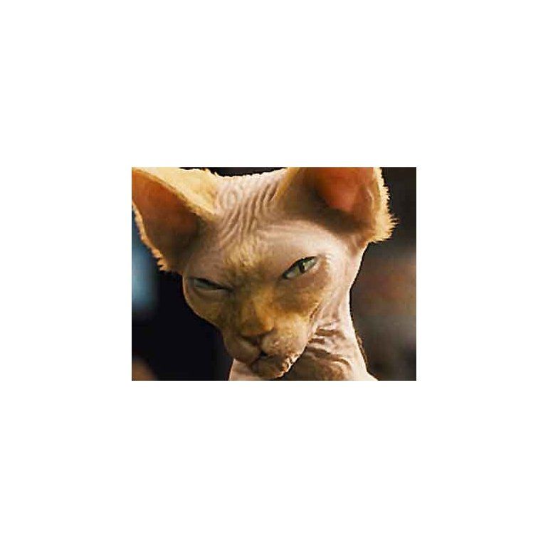 Como perros y gatos 2
